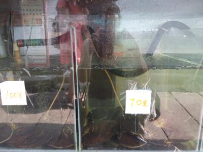 Ich und die Muscheln